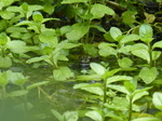 FZ007927 Submerged Marsh frog (Pelophylax ridibundus) amongs leaves.jpg